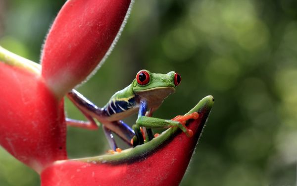 eyes,nature,red,green,frog,amphibian