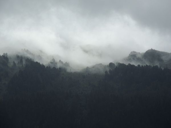 panorama,névoa,floresta