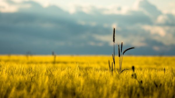 lumière du soleil,paysage,le coucher du soleil,la nature,herbe,aliments