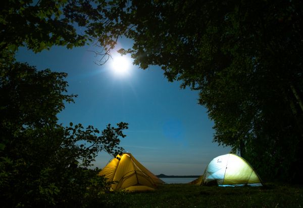 telt,camping,trær