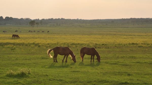 landskap, hest, gress, himmel, felt, dyreliv