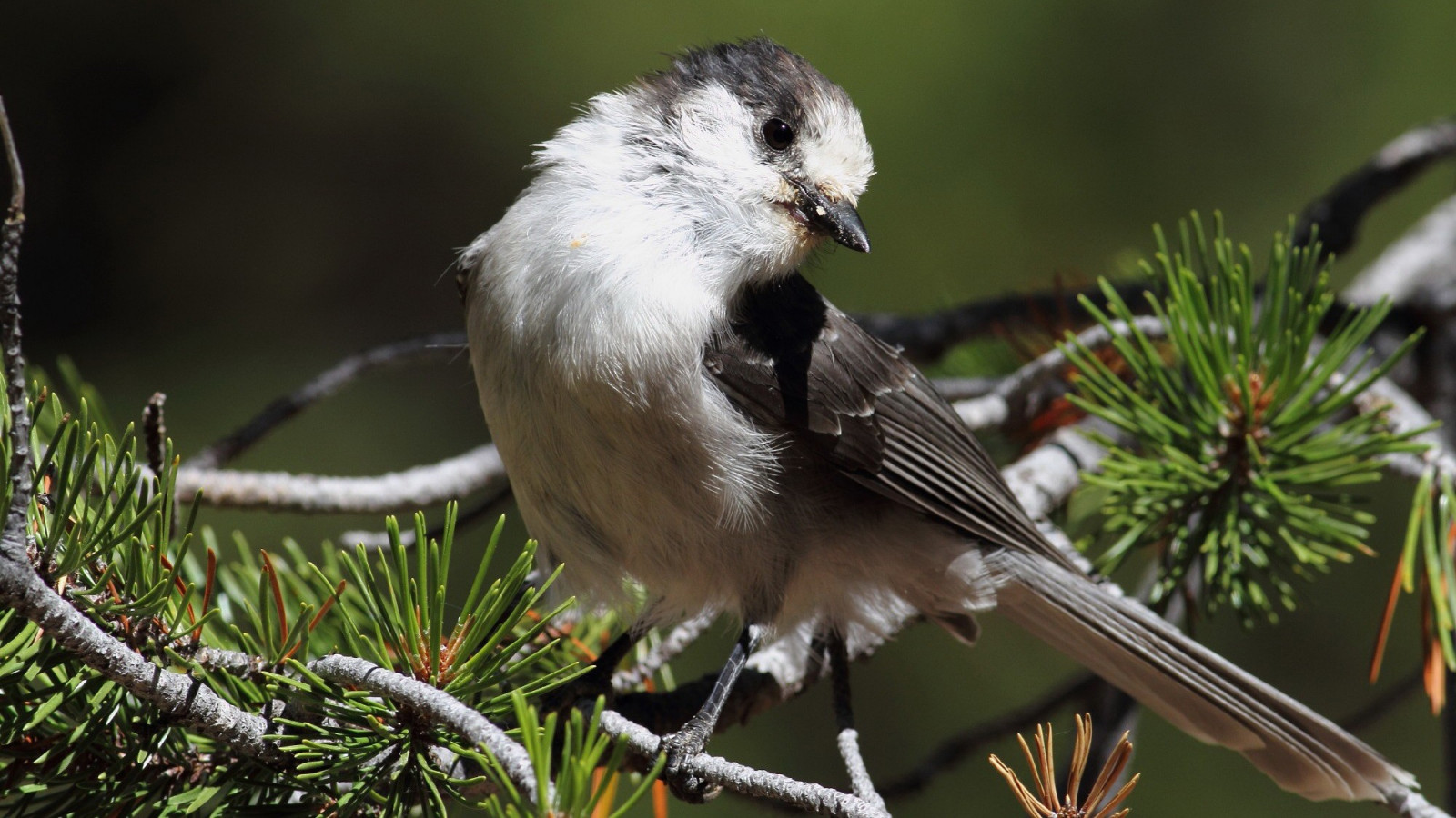 fåglar, natur, gren, vilda djur och växter, Granar, näbb, Sparv, chickadee, Jay, fågel, fink, fauna, perching fågel, ryggradsdjur, Emberizidae, gråsparv