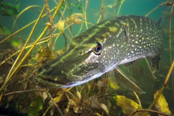 pesce,verde,natura,acquario,biologia,luccio pesce