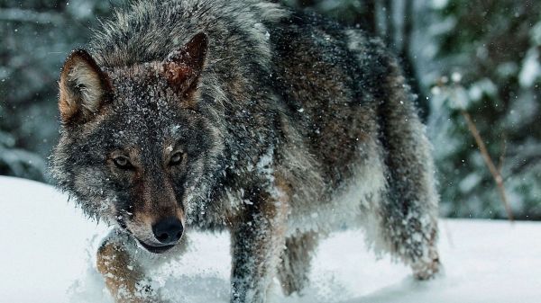 animals, nature, snow, winter, wildlife, wolf