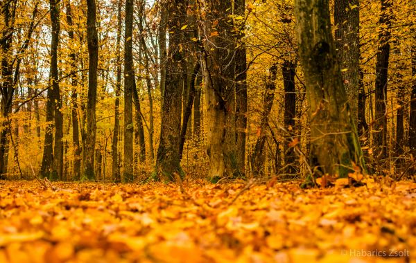 luz de sol,bosque,naturaleza,rama,Mañana,desierto