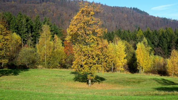 naturaleza,Árboles,verde