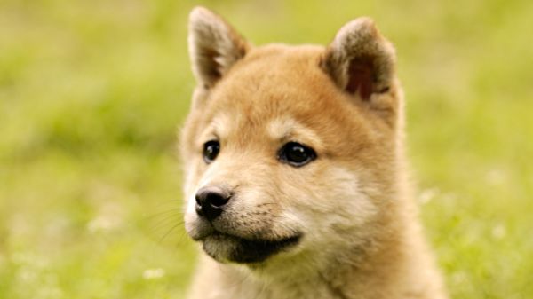 ansikte,gräs,hund,Shiba Inu,Akita,valp