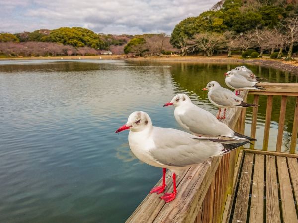 01,Jp,10,blackheadedgull,larusridibundus