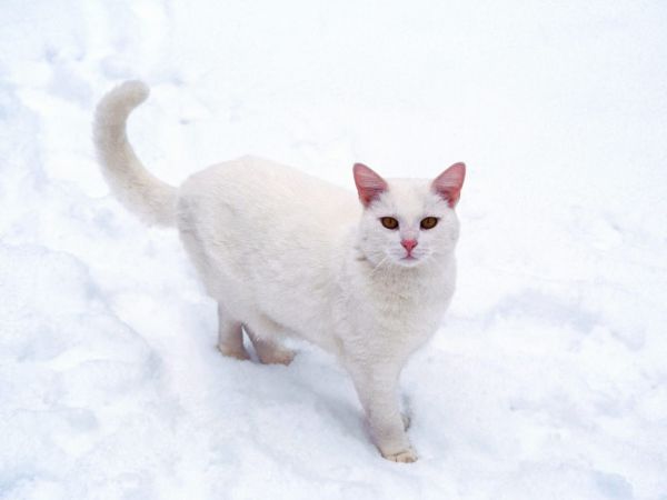 hvit,katt,kinnskjegg,kattunge,snø,frost