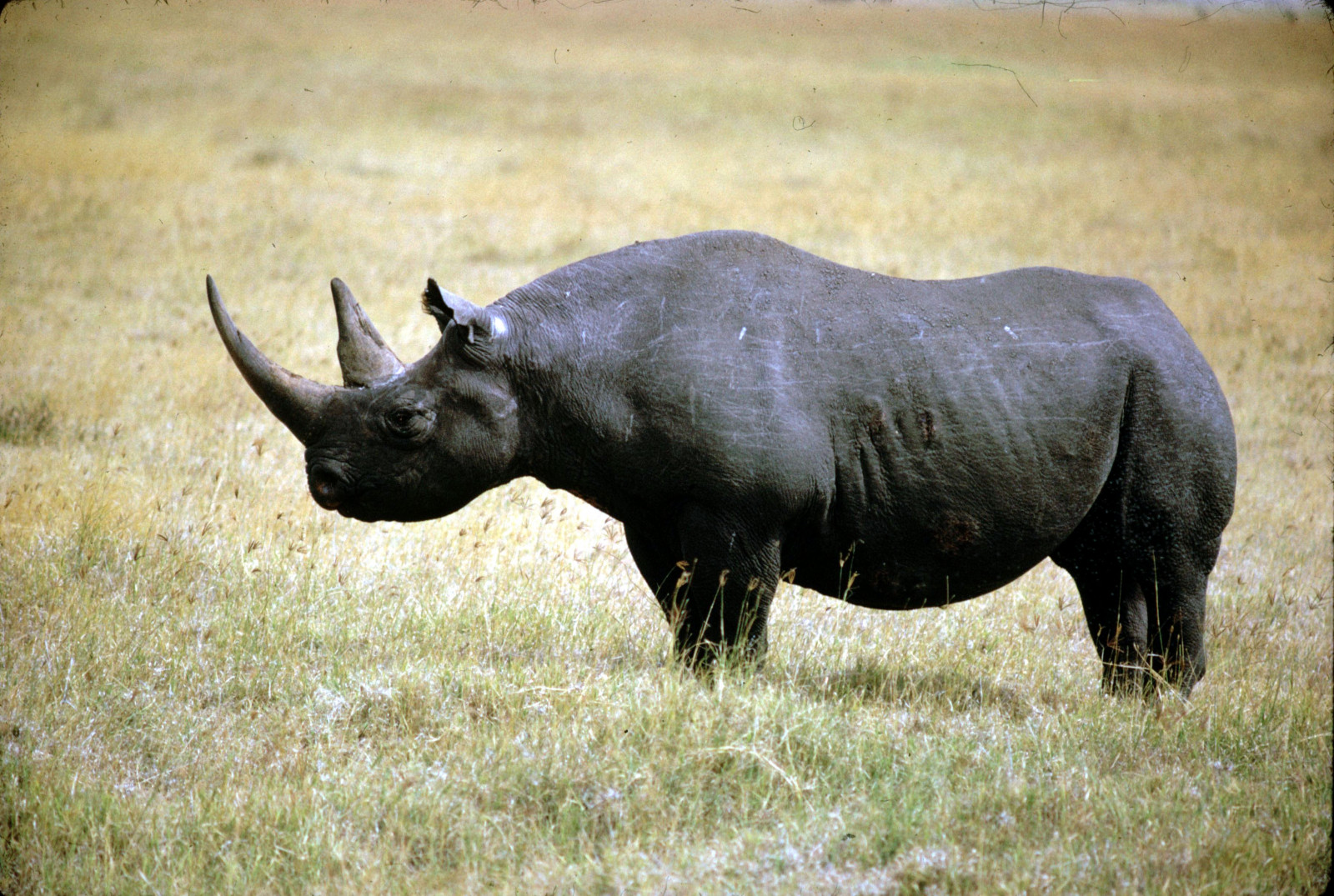 grass, wildlife, rhino, walk, Safari, fauna, mammal, horn, rhinoceros