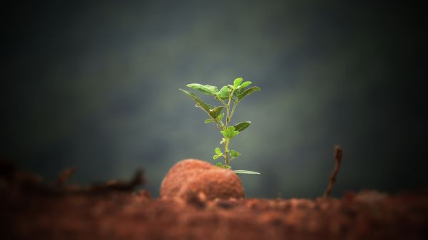 растение,flash photography,небе,terrestrial plant,клонка,дърво