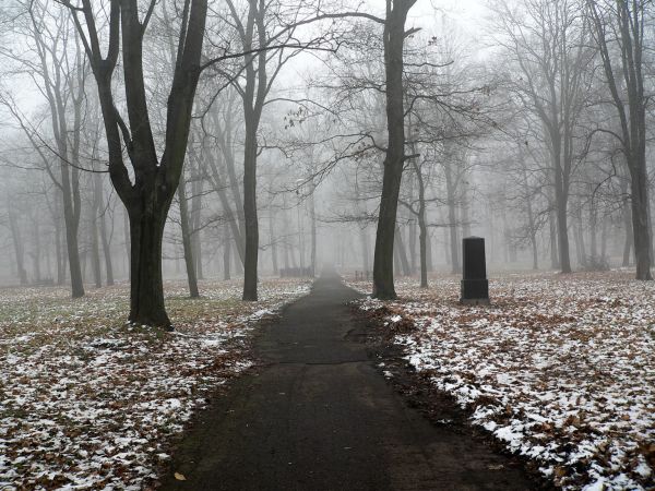 zonlicht,bomen,Bos,sneeuw,winter,tak