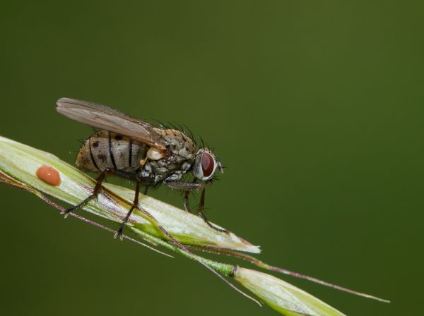 fotografie,natuur,insect,groen,Vlieg,fabriek