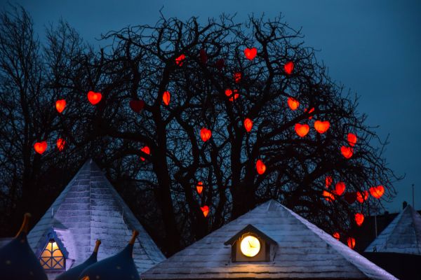 nuit,soir,branche,Arbre de Noël,Noël,vacances