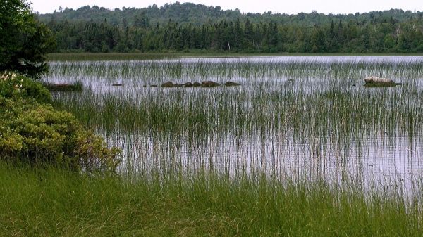 paysage,Lac,eau,réflexion,herbe,des nuages