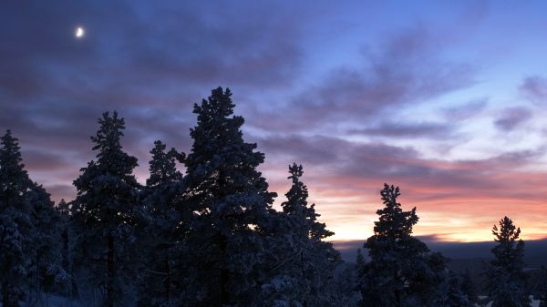 noche,luz de sol,bosque,puesta de sol,naturaleza,cielo