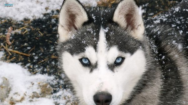 dyr,sne,vinter,hund,Siberian Husky,Alaskan Malamute