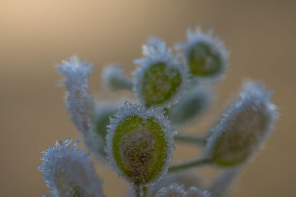 ブランチ,緑,霜,花粉,花,葉