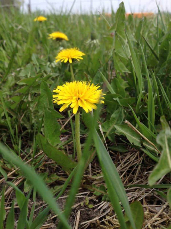 yellow,herb,flower,grass,field,dandelion