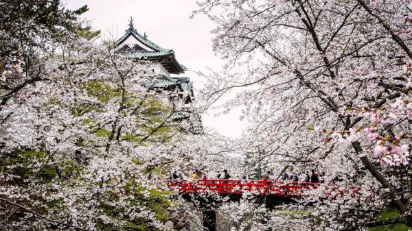 ramură,floare de cires,inflori,Japonia,castel,arc