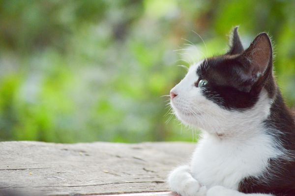 menghadapi,kucing,cambang,hidung,anak kucing,binatang menyusui