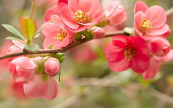 flowers,food,macro,branch,fruit,blossom