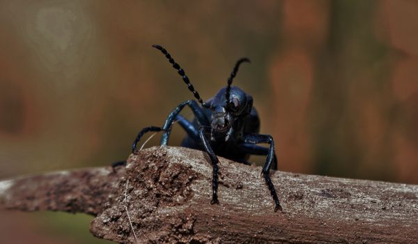 naturaleza,fotografía,insecto,fauna silvestre,bigote,Escarabajo