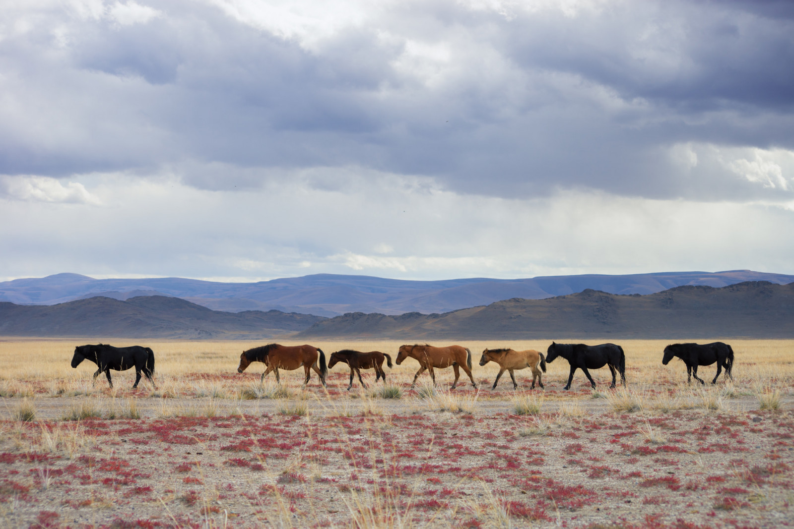 nor, cer, Munte, cal, Natural landscape, terrestrial animal, simplu, pășunat, pășune, peisaj, iarbă, luncă, orizont, migrația animalelor, cumulus, working animal, prerie, șeptel, cireadă, animale sălbatice, platou, păşune, Ranch, camp, căzut, stepă, deal, armăsar, tundră, savană, animal de povară, iapă, fermă, cal mustang, bovin, coamă, seară