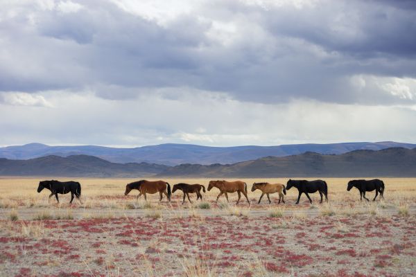 Chmura,niebo,Góra,koń,Natural landscape,terrestrial animal