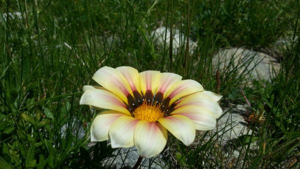 Flores,natureza,grama,Plantas,Flor,Margarida