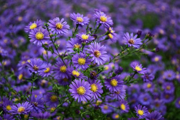 plante,fleur,violet,botanique,pétale,herbe