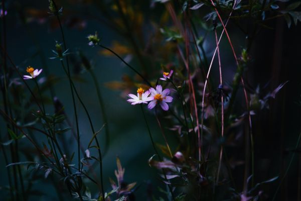 花,厂,花瓣,科,木,枝条