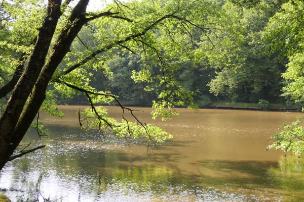 pohon,kayu,kolam,danau