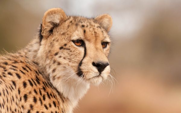 Animales, león, fauna silvestre, bigotes, leopardo cazador, Safari