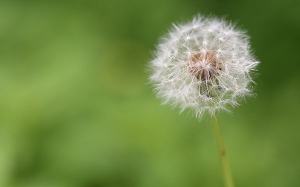 blomster, natur, græs, Mark, makro, fotografering