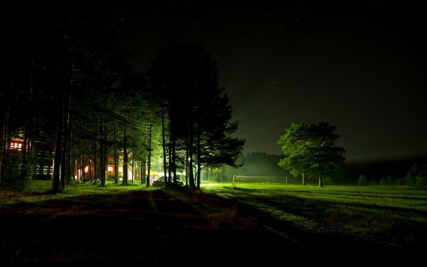 sinar matahari,hutan,malam,alam,hijau,malam