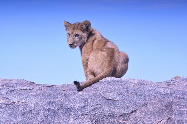 Lion,faune,prédateur,Roche,Puma,puma