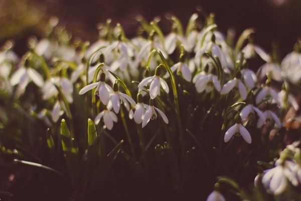 solljus, natur, gräs, gren, grön, blomma