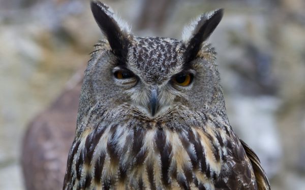 Ojos,fauna silvestre,ave de rapiña,búho,pico,pájaro