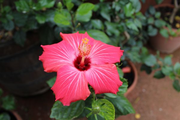 vermelho, Hibisco, folha, flor, colorida, Flores