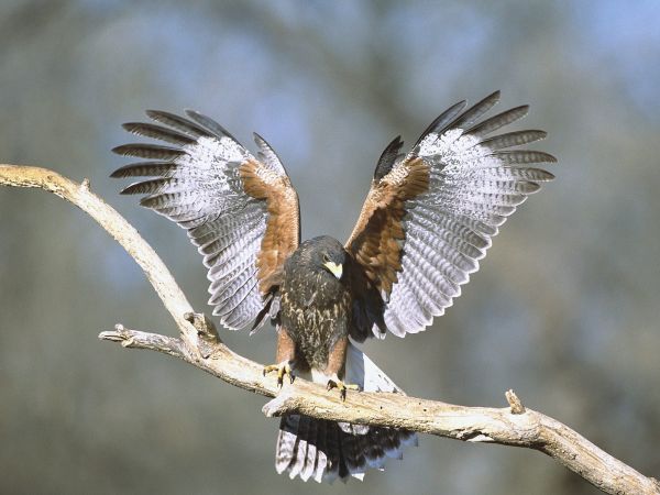 alas,rama,fauna silvestre,ave de rapiña,pico,pájaro