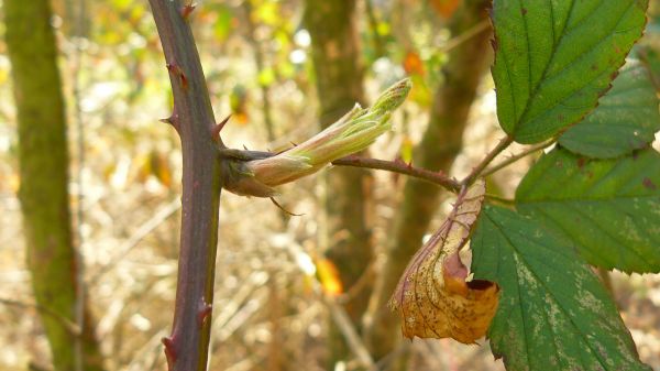 Ánh sáng mặt trời, lá, món ăn, thiên nhiên, cây, chi nhánh