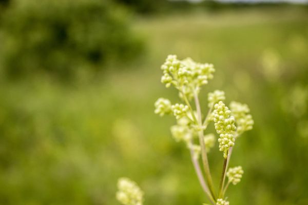 mat,natur,gress,makro,gren,planter