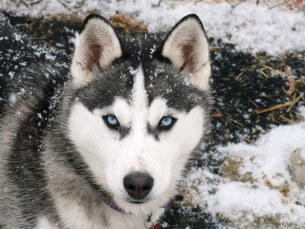 śnieg,zimowy,pies,Syberyjski husky,Alaskan Malamute,ssak