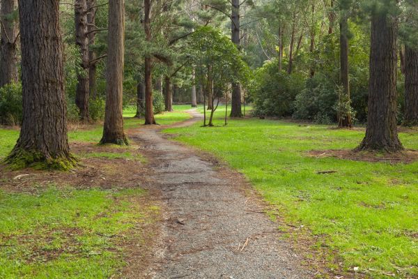 foresta,natura selvaggia,albero,parco,Nuova Zelanda,autunno