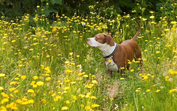 Sonnenlicht,Blumen,Gras,Feld,Hund,Herbst