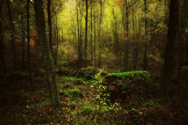 luz de sol,Árboles,bosque,naturaleza,verde,desierto