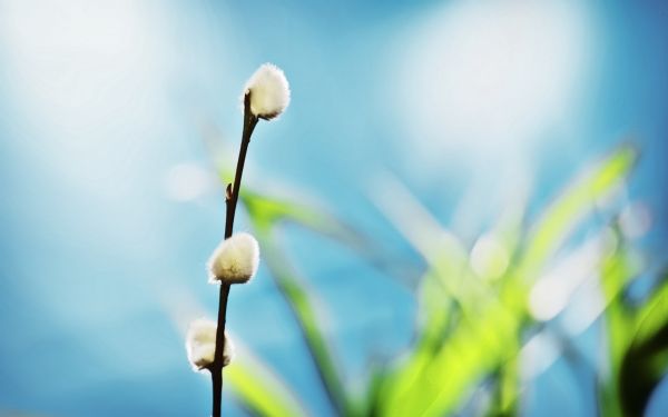 solljus,natur,reflexion,gräs,fotografi,himmel