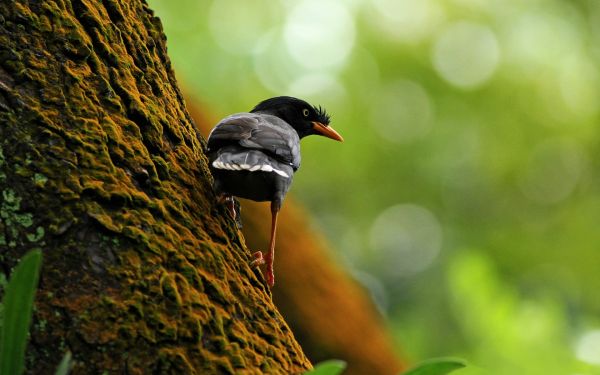 burung,pohon,cabang,mendaki