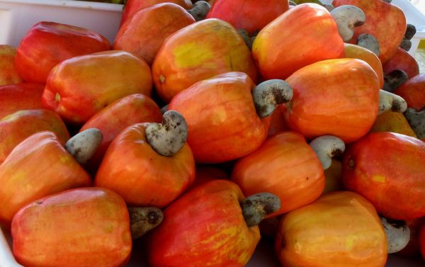 eten,noten,Cashew Food